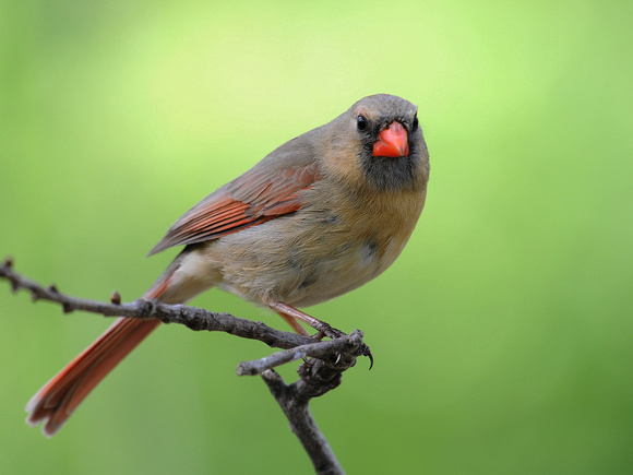 Northern Cardinal, female (USA)