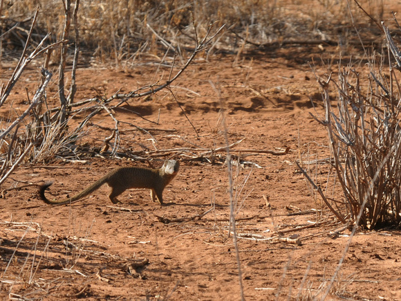 Slender Mongoose (Kenya)