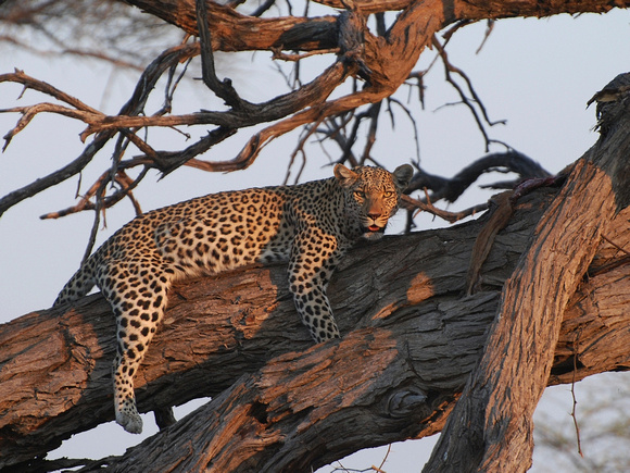 Leopard (Botswana)