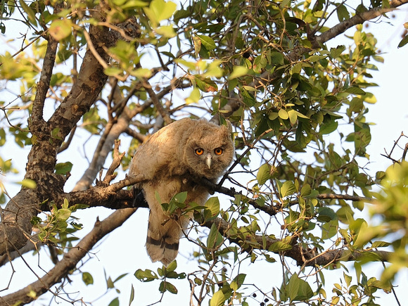 Dusky Eagle Owl fledgling (India)