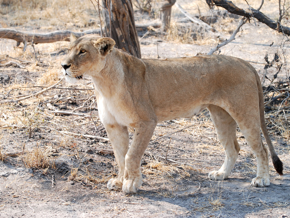 Lion (Botswana)