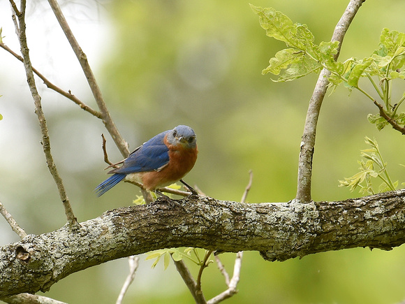 Eastern Bluebird, adult (USA)