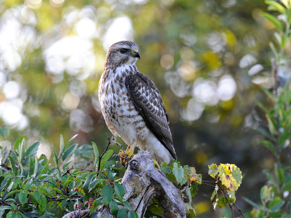Red-shouldered Hawk, immature (USA)