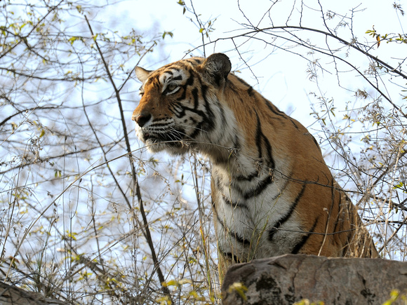 Bengal Tiger (India)