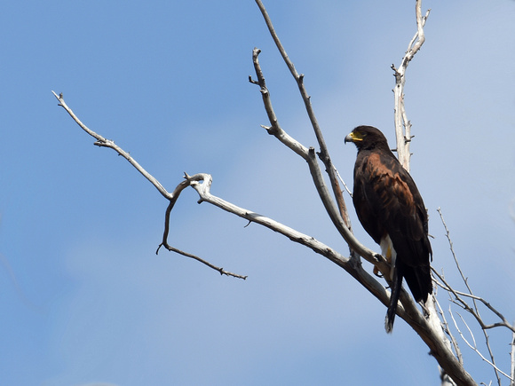 Harris's Hawk (USA)