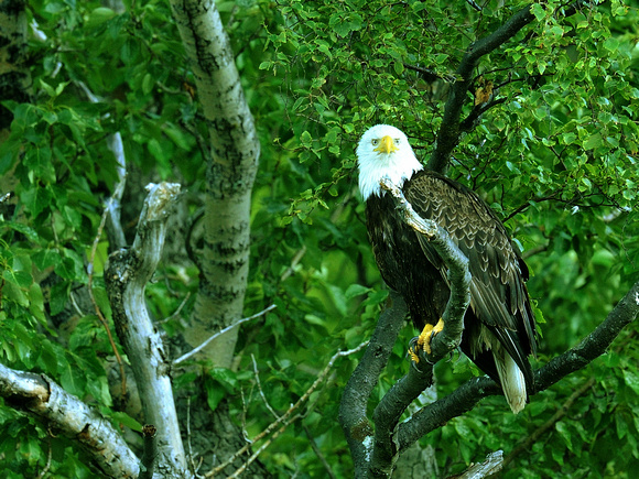 American Bald Eagle, adult Eagle (USA)