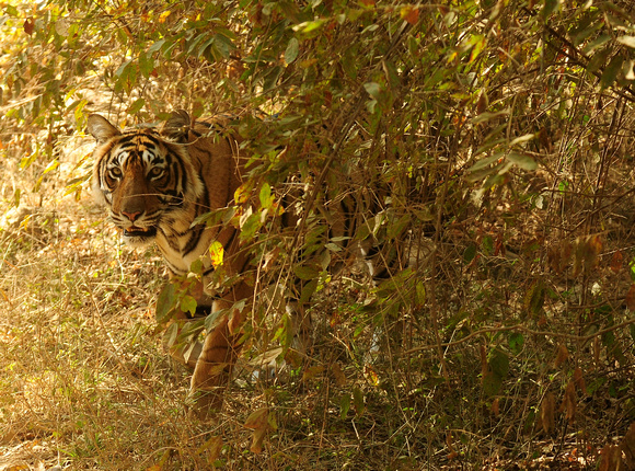 Bengal Tiger (India)