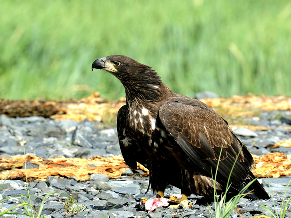 American Bald Eagle, 1st year (USA)