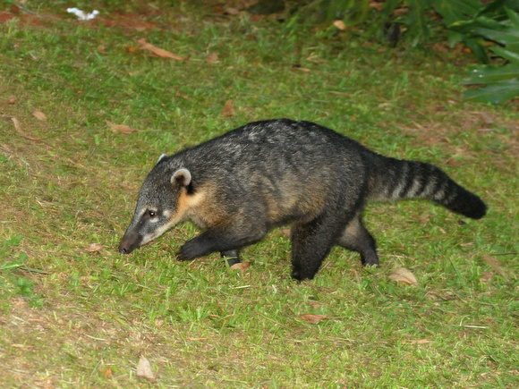 South American Coati (Argentina)