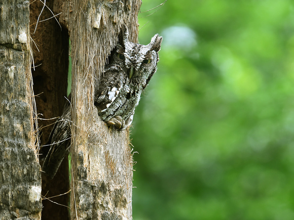 Eastern Screech-Owl (USA)