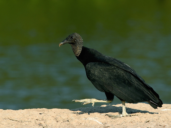 Black Vulture (Brazil)