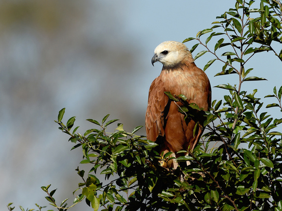 Black-collared Hawk (Brazil)