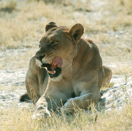 Lion (Botswana)