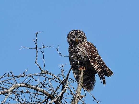 Mexican Barred Owl, ssp albogilva (USA)