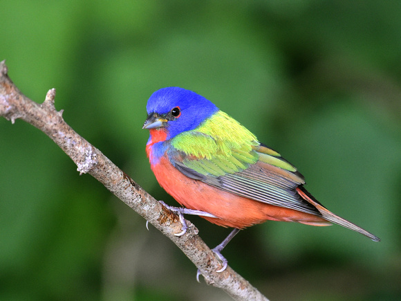 Painted Bunting, male (USA)