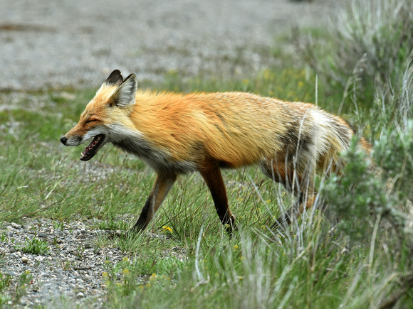 Red (Wasatch Mountains) Fox (USA)