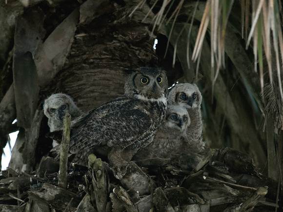 Great Horned Owl, family at nest (USA)