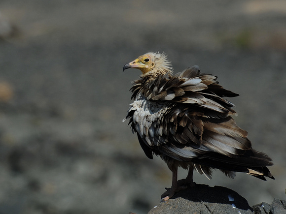 Egyptian Vulture, immature (Oman)