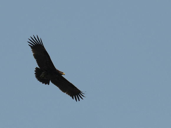 Indian Spotted Eagle (India)