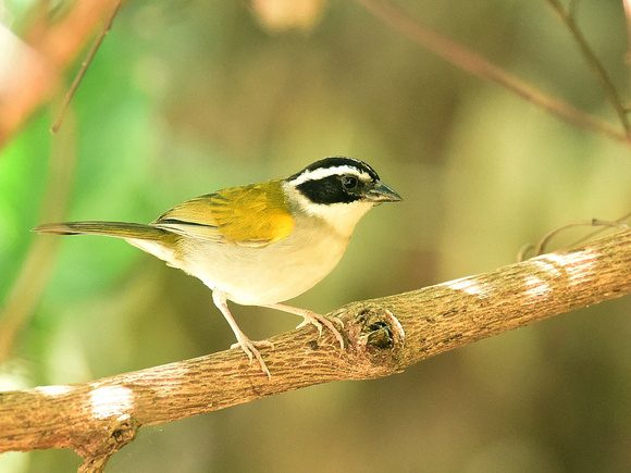 Pectoral Sparrow, female (Brazil)