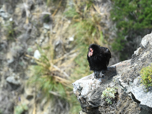 California Condor (USA)