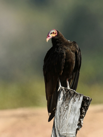 Lesser Yellow-headed Vulture (Brazil)