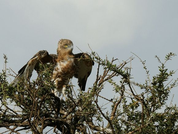 Black-chested Snake Eagle, immature (Kenya)