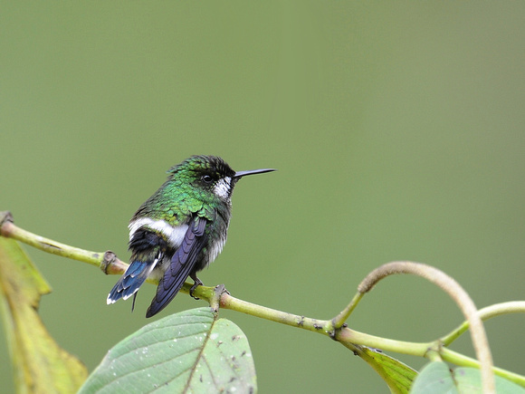 Green Thorntail, female (Ecuador)
