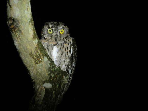 Madagascar Scops Owl, grey morph at night (Madagascar)