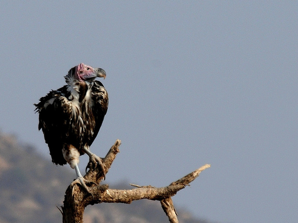 Lappet-faced Vulture (Kenya)