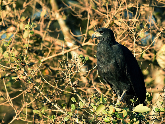 Great Black Hawk, adult (Brazil)