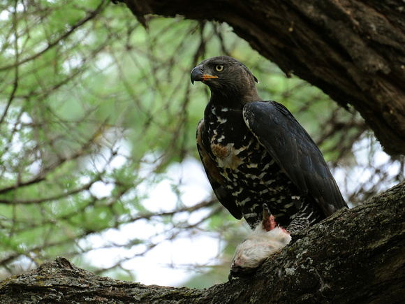 African Crowned Eagle, adult (Tanzania)