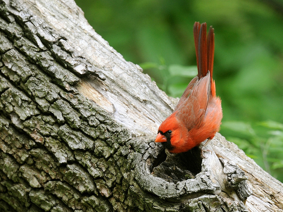 Northern Cardinal, male (USA)