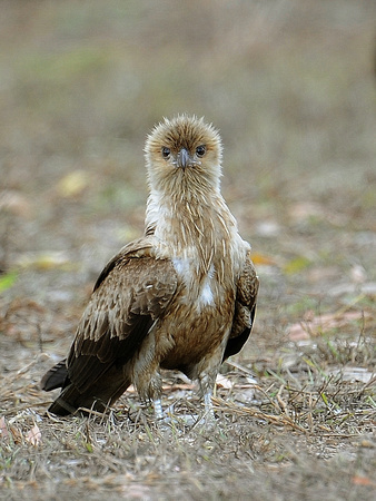 Little Eagle (Australia)