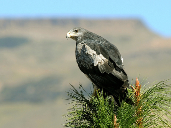 Black-chested Buzzard-Eagle, adult (Argentina)