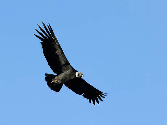 Andean Condor (Argentina)