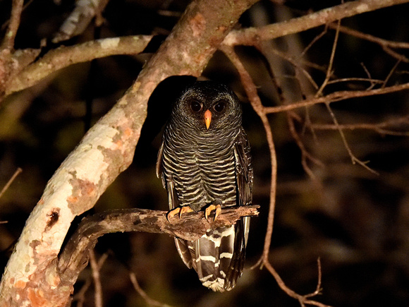 Black-banded Owl (Brazil)