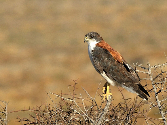 Red-backed Hawk (Argentina)