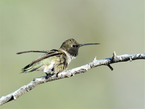 Black-chinned Hummingbird, male (USA)