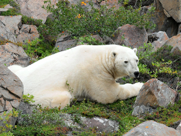 Polar Bear (Canada)