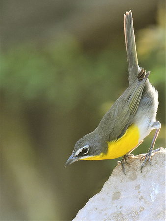 Yellow-breasted Chat (USA)