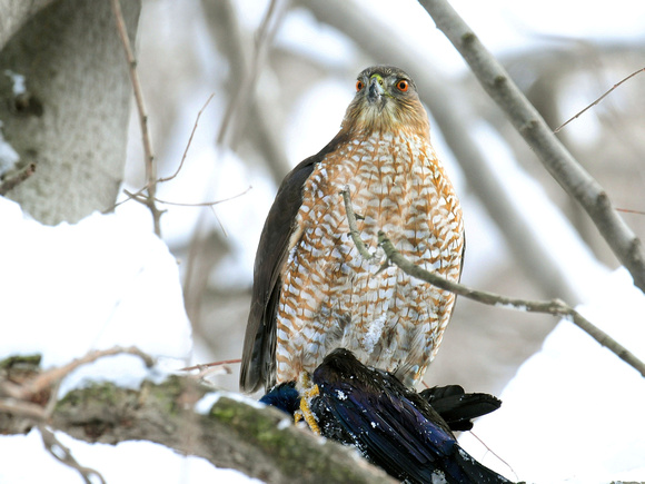 Cooper's Hawk (USA)