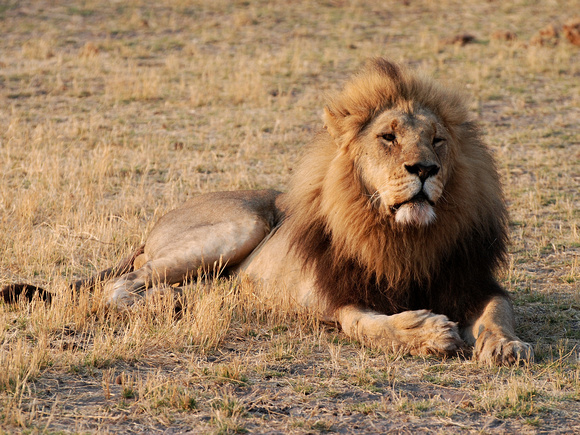 Lion (Kenya)