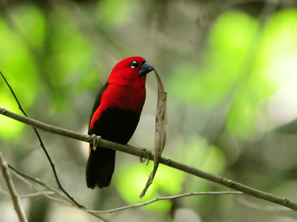Red-headed Bluebill (Uganda)