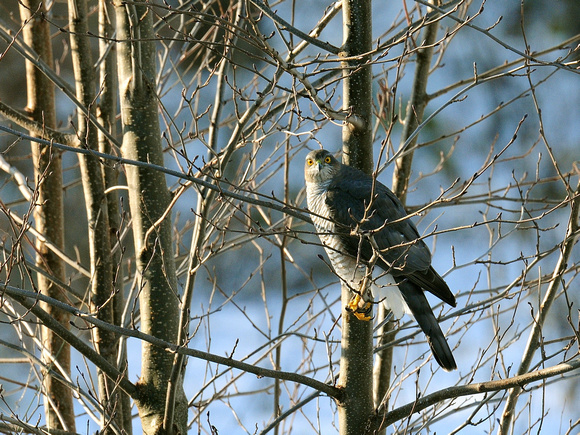 Eurasian Sparrowhawk, female (France)