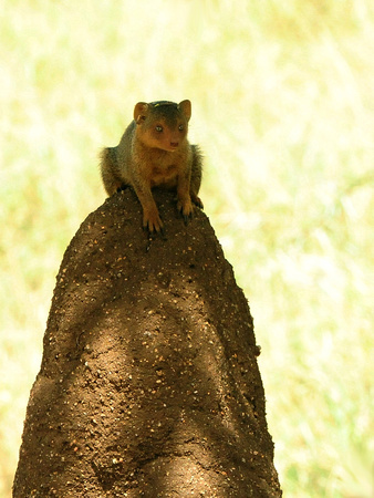 Dwarf Mongoose (Tanzania)