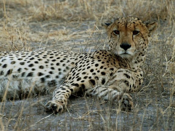 Cheetah (Botswana)