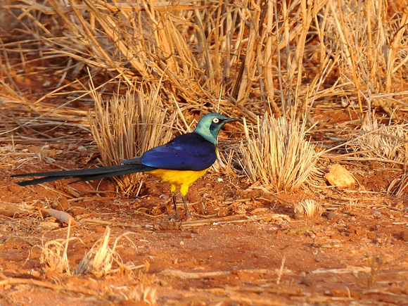 Golden-breasted Starling (Kenyia)