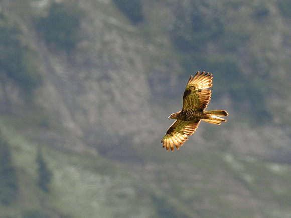 Golden Eagle, immature (Switzerland)