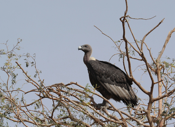 Indian White-rumped Vulture (India)